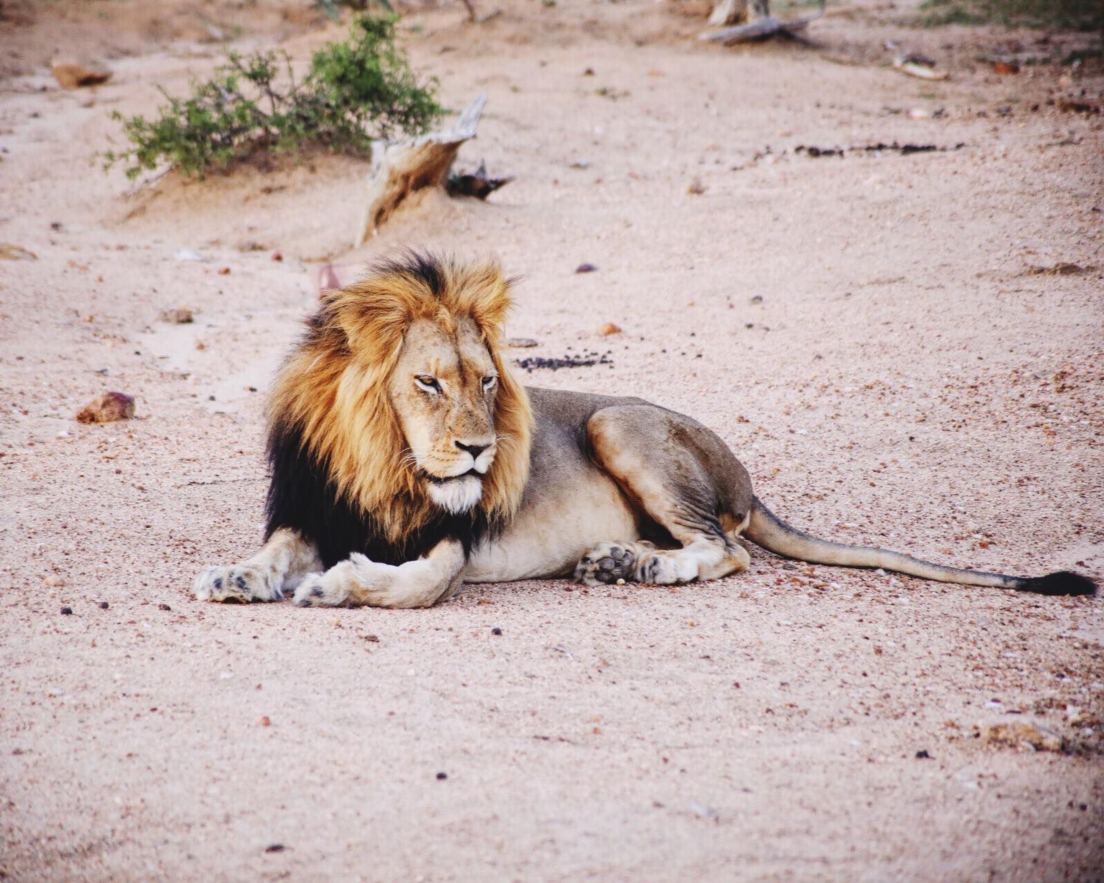 seeing big safari