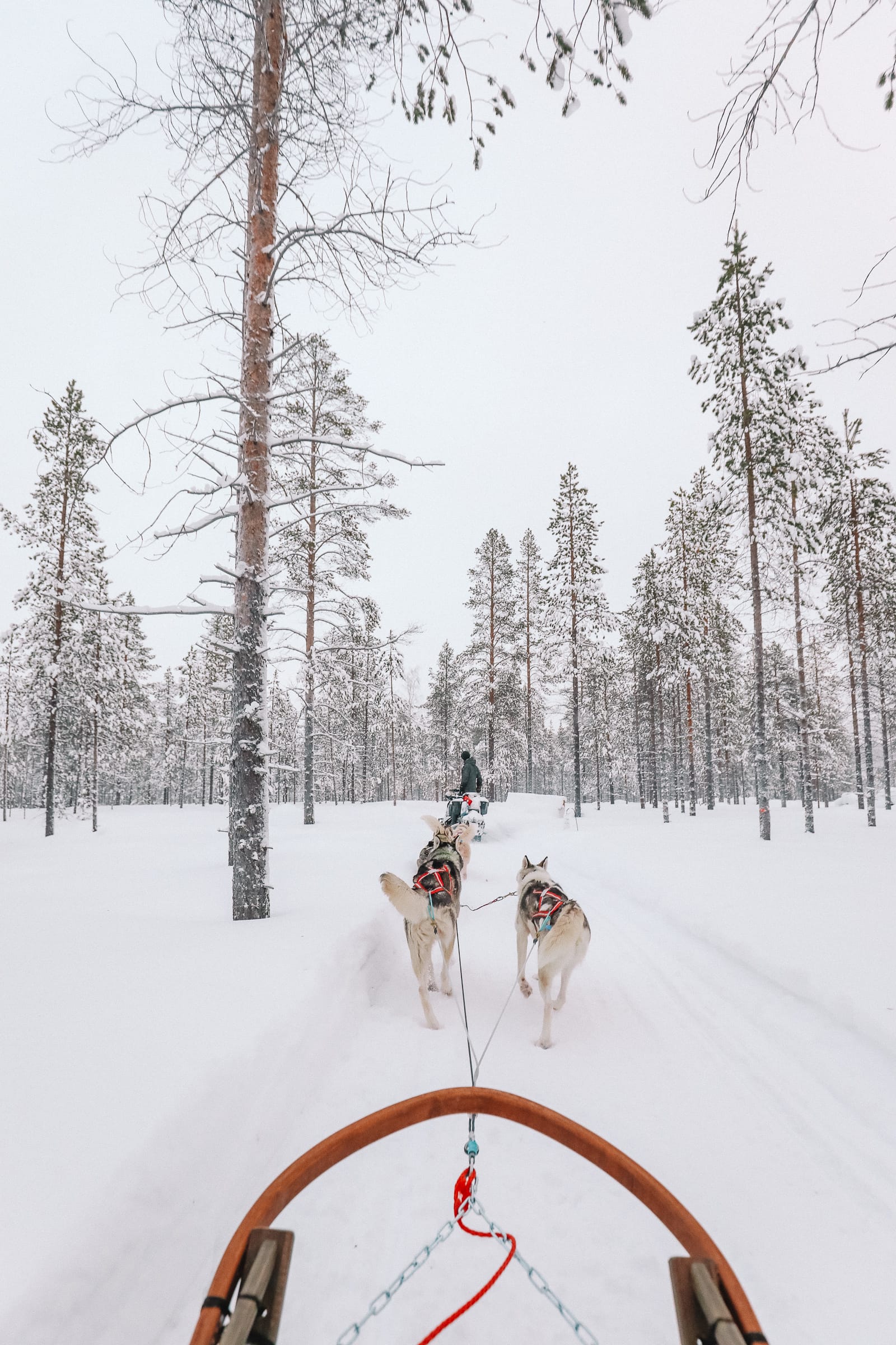 huskies reindeers northern