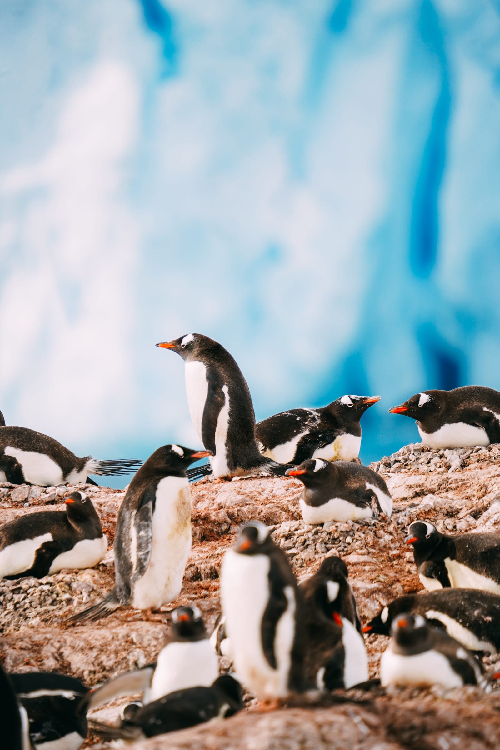 arriving land antarctica