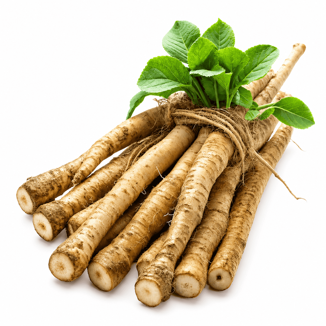 burdock root benefits