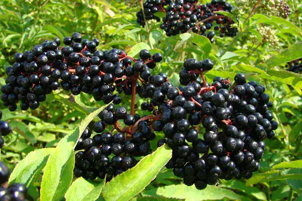 top antiviral herbs