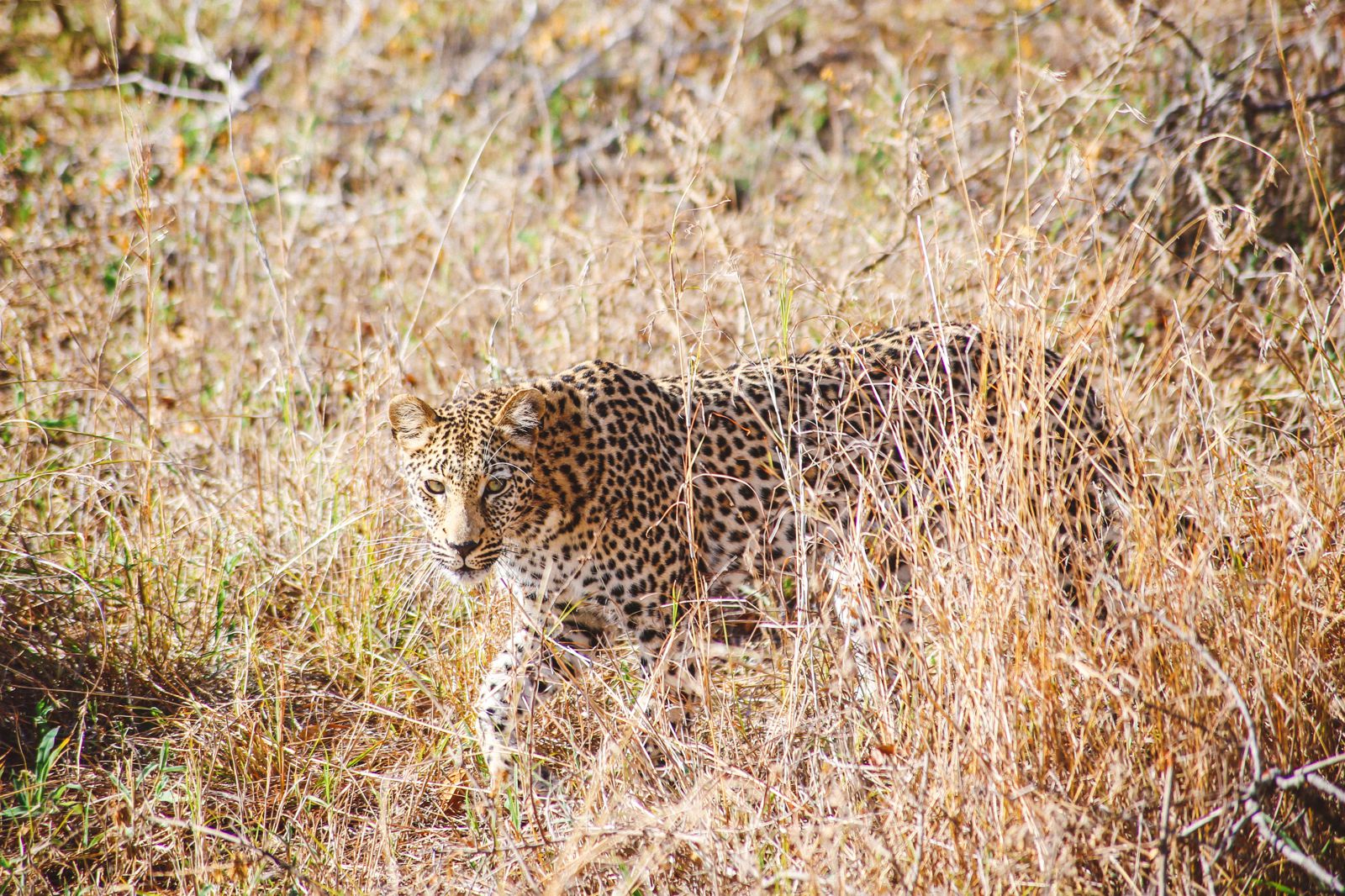 best safari day
