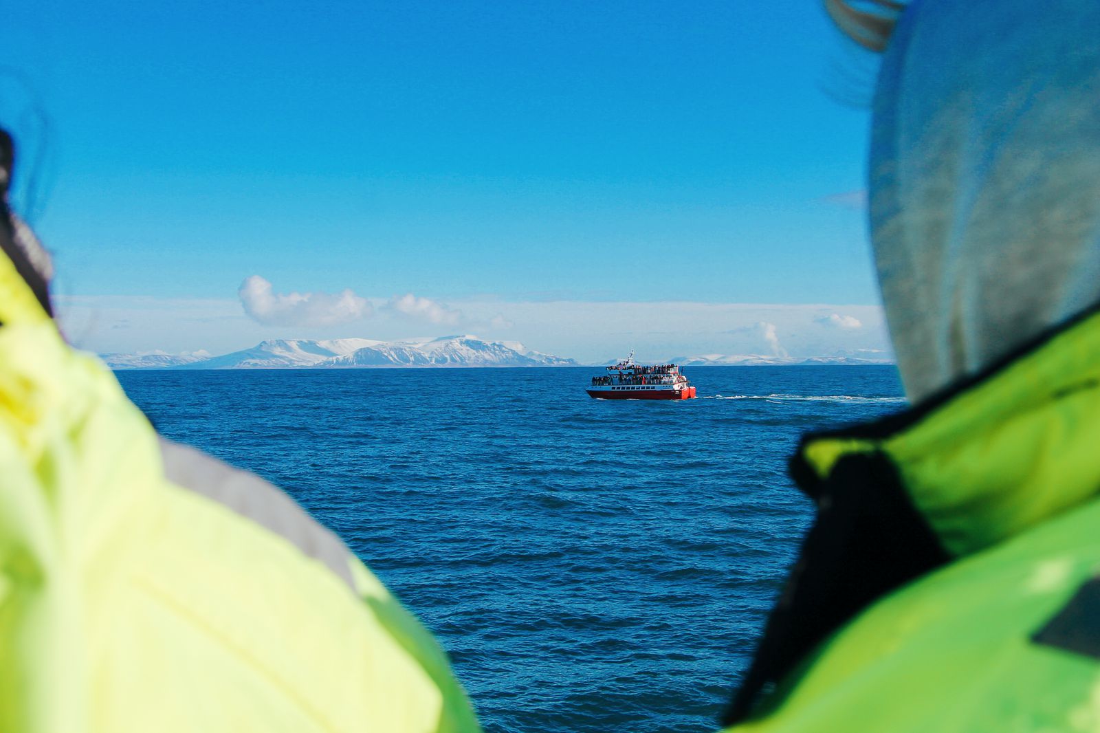 whale watching reykjavik