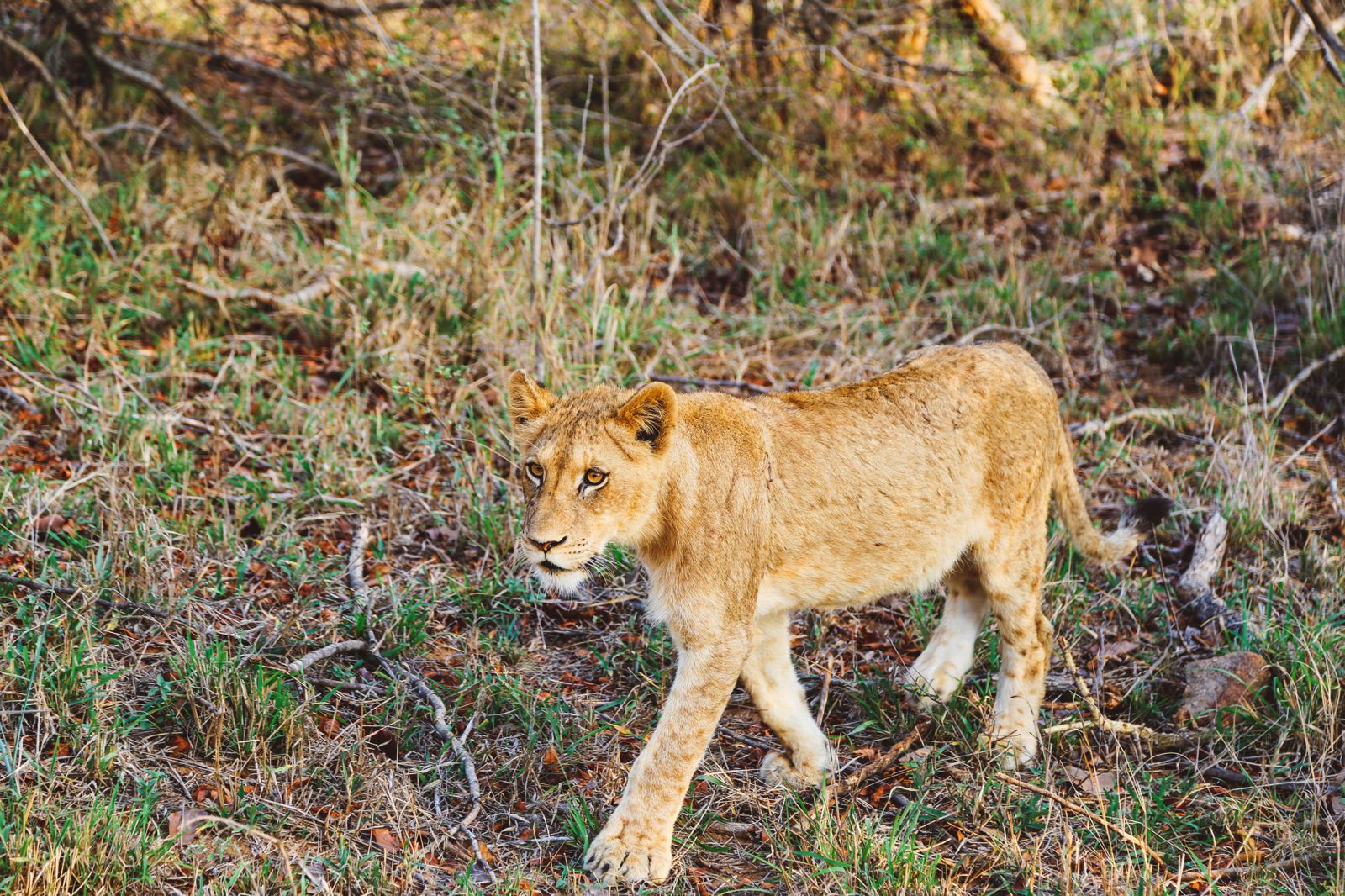 safari kapama southern