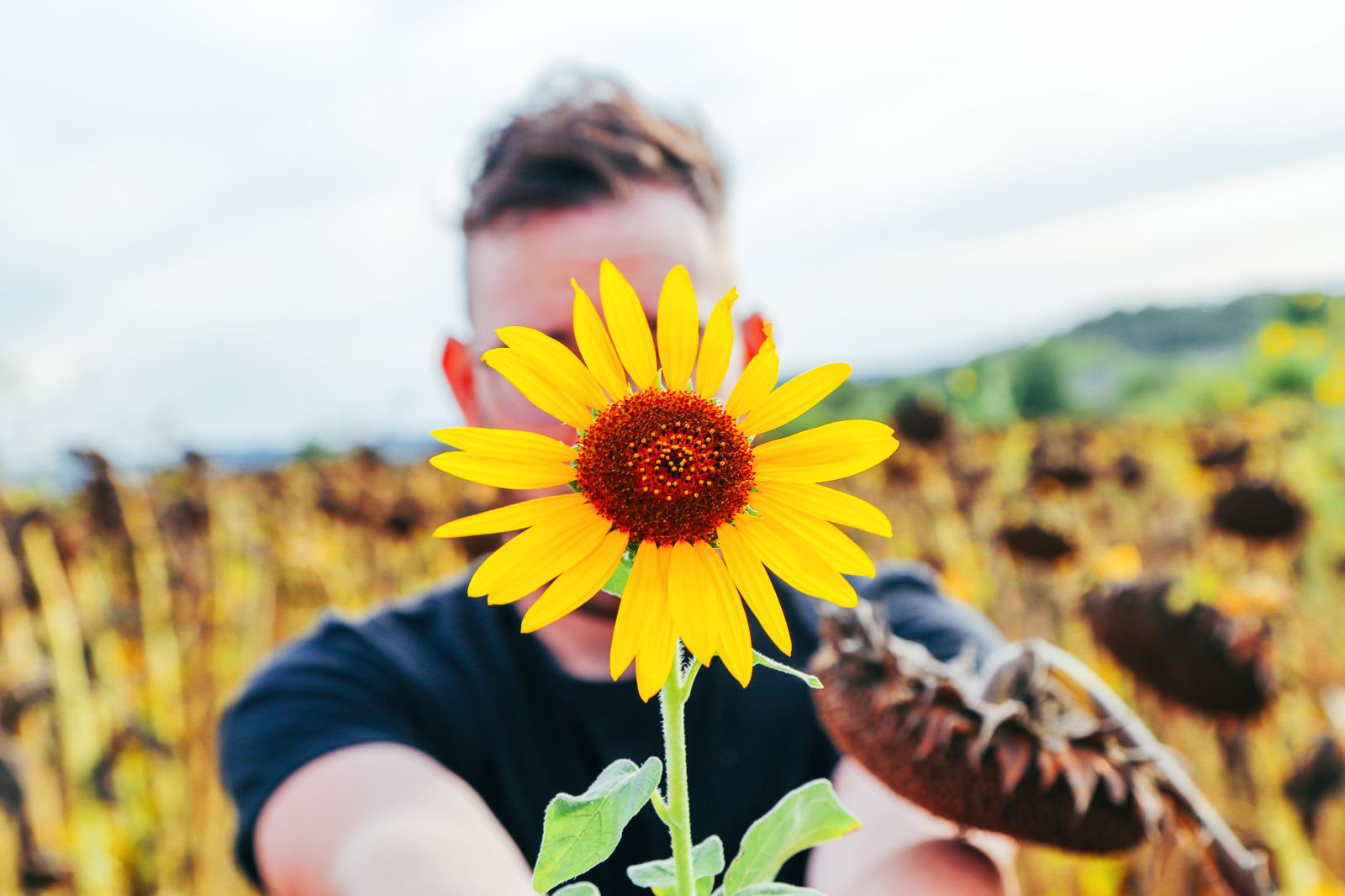 sunflower fields italy