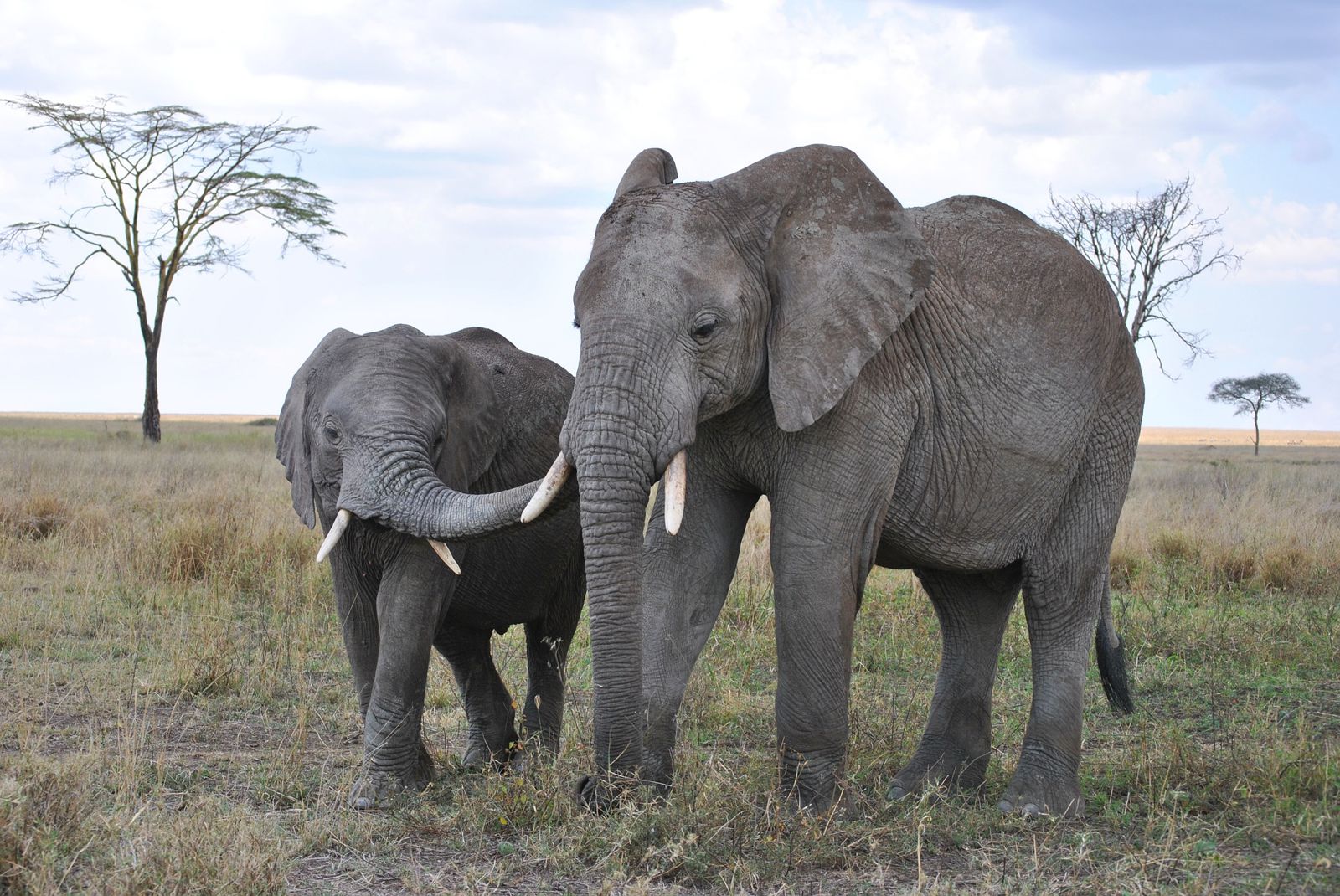 best places safari