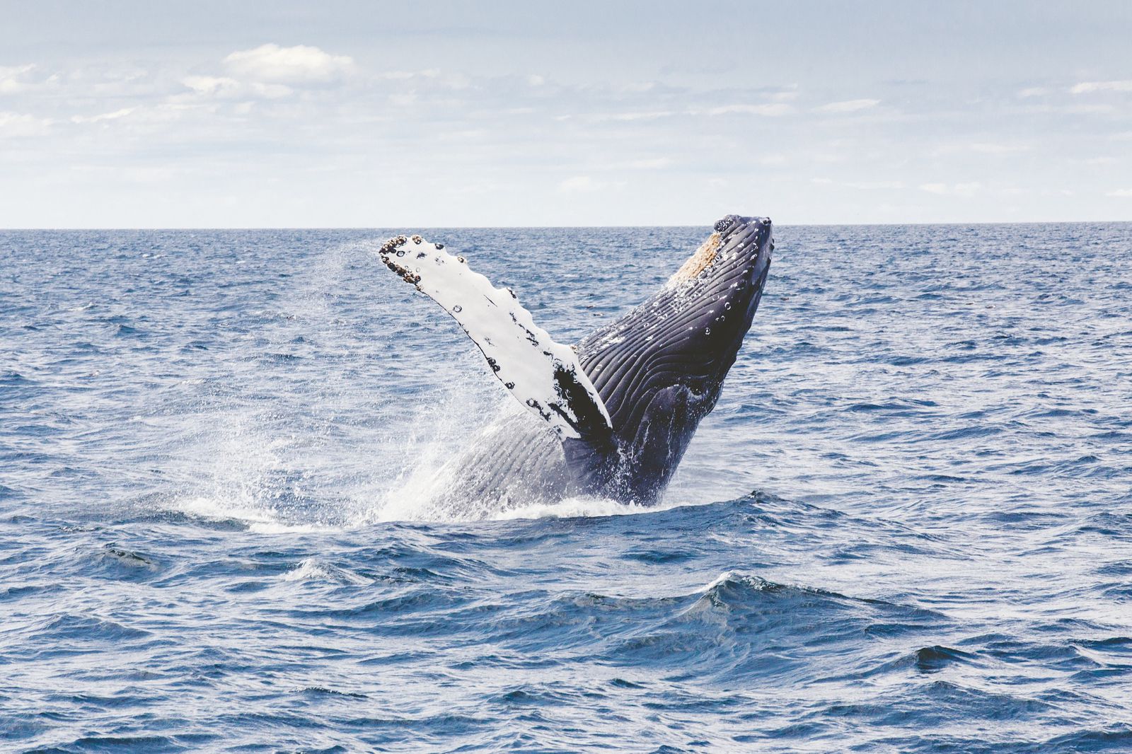 best places whale
