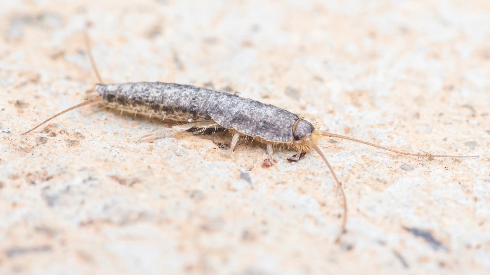 get rid silverfish