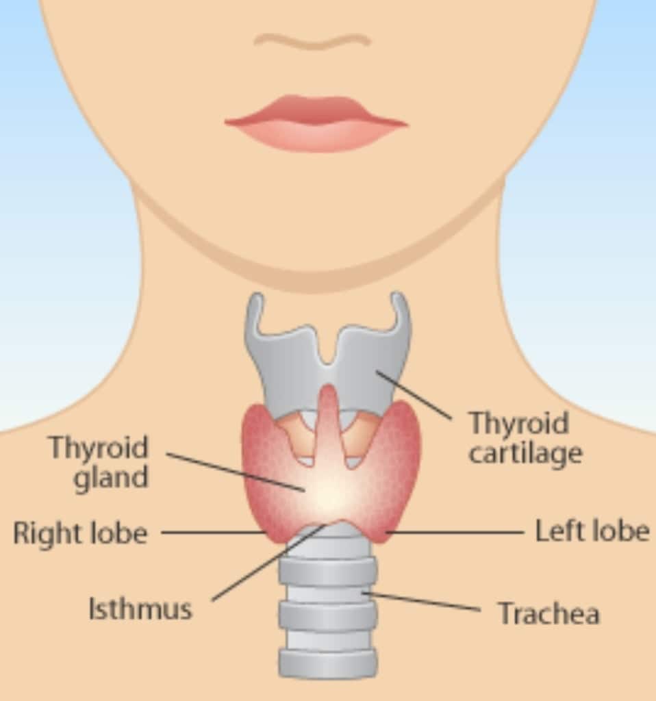 all about thyroid