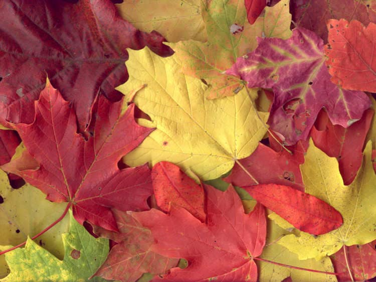 stay healthy seasons