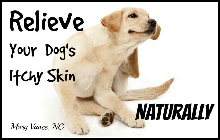 relieve your dogs