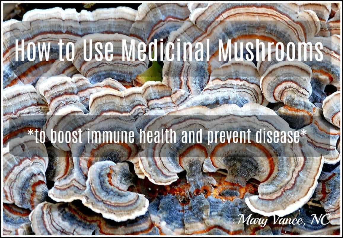 guide medicinal mushrooms