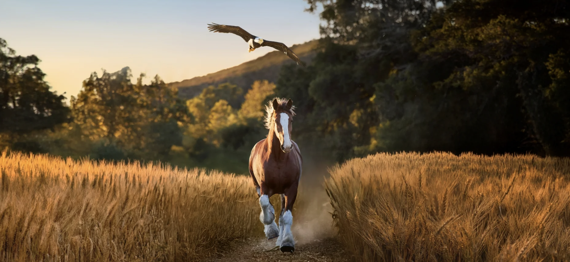 budweiser clydesdale horse