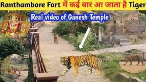 रणथम्भौर में फिर आया मंदिर मार्ग पर बाघ