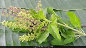 तुलसी के चमत्कारी फायदे: मस्तिष्क और स्नायु रोगों में रामबाण उपाय