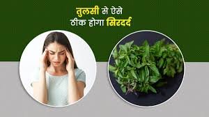 तुलसी के प्रयोग से दूर करें सिर दर्द