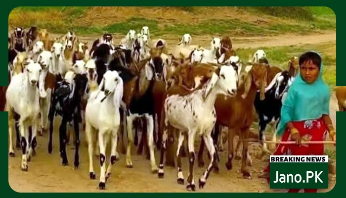 تھرپارکر کے تازہ
