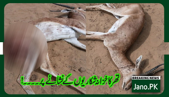 نایاب چنکارا ہرن