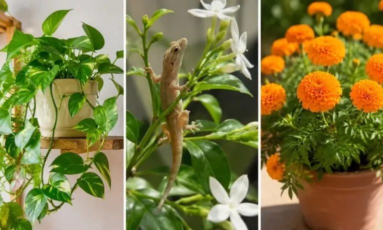 houseplants that may
