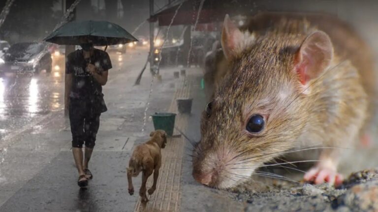 thailand8217s ddc warns