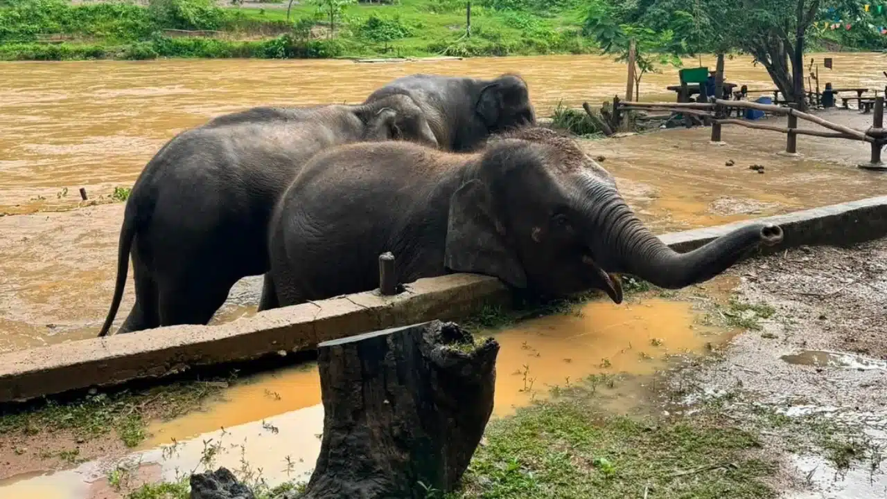 chiang mai elephant