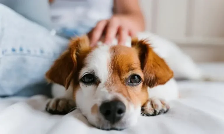 dogs can read
