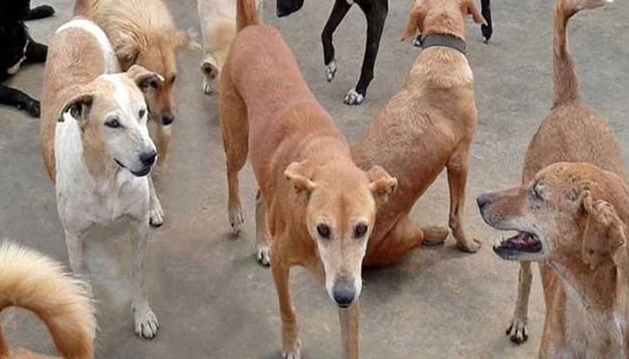 rabies still kills