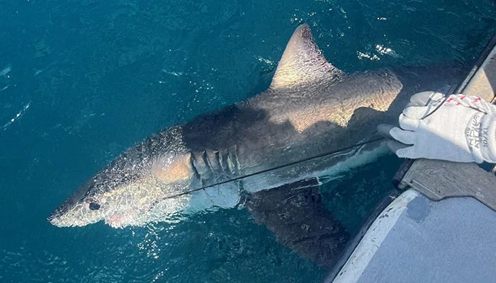 scientists use sharks