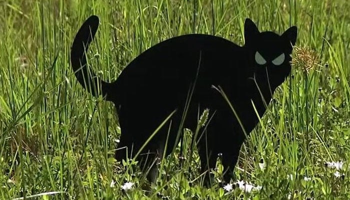 mysterious cat cutouts