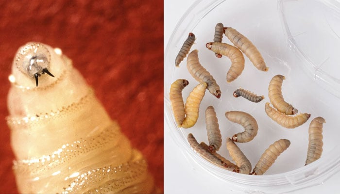 screwworm spreads mexico