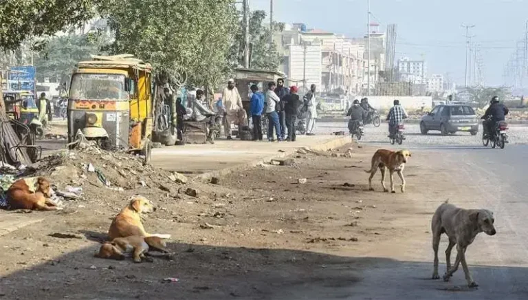 stray dog attack
