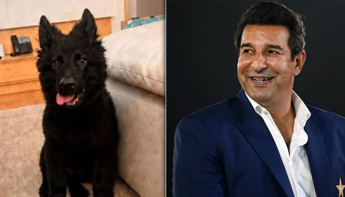 missing pet dog