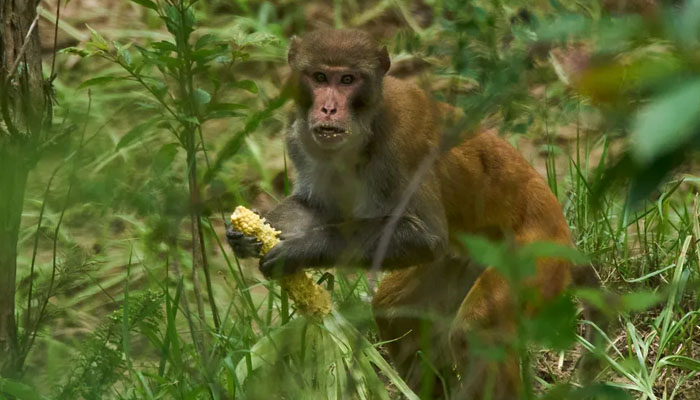 wild monkey captured