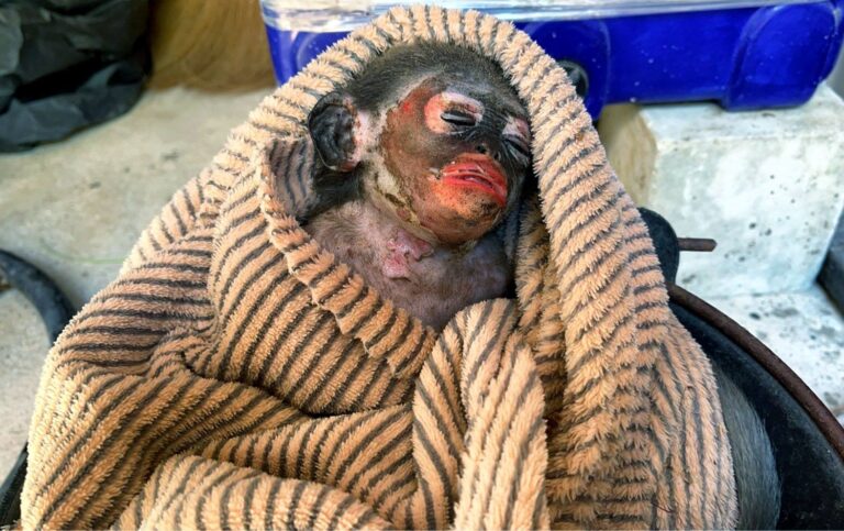 dusky leaf monkey