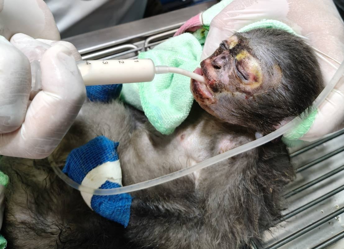 dusky leaf monkey