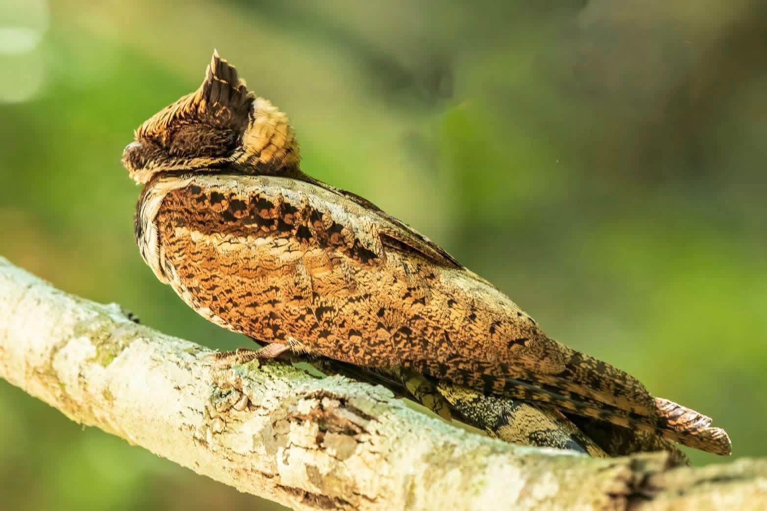 great eared nightjar