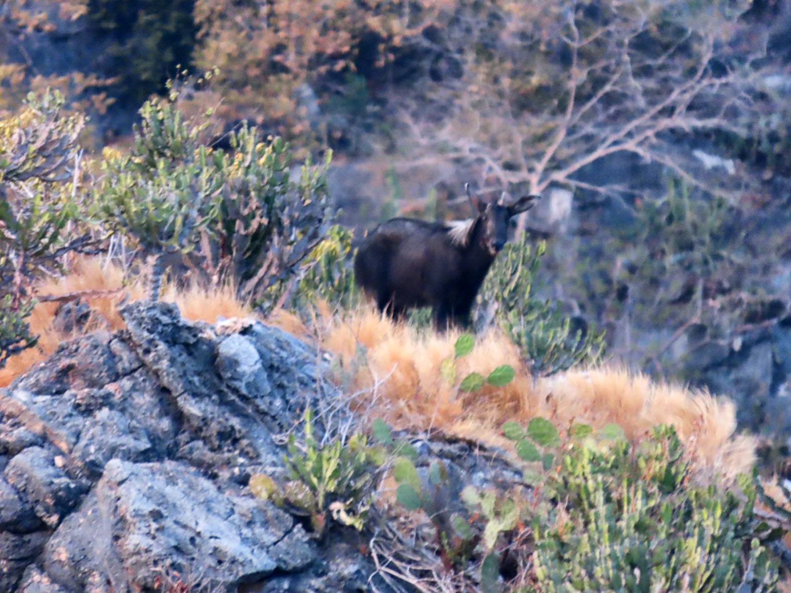 rare serow sighting
