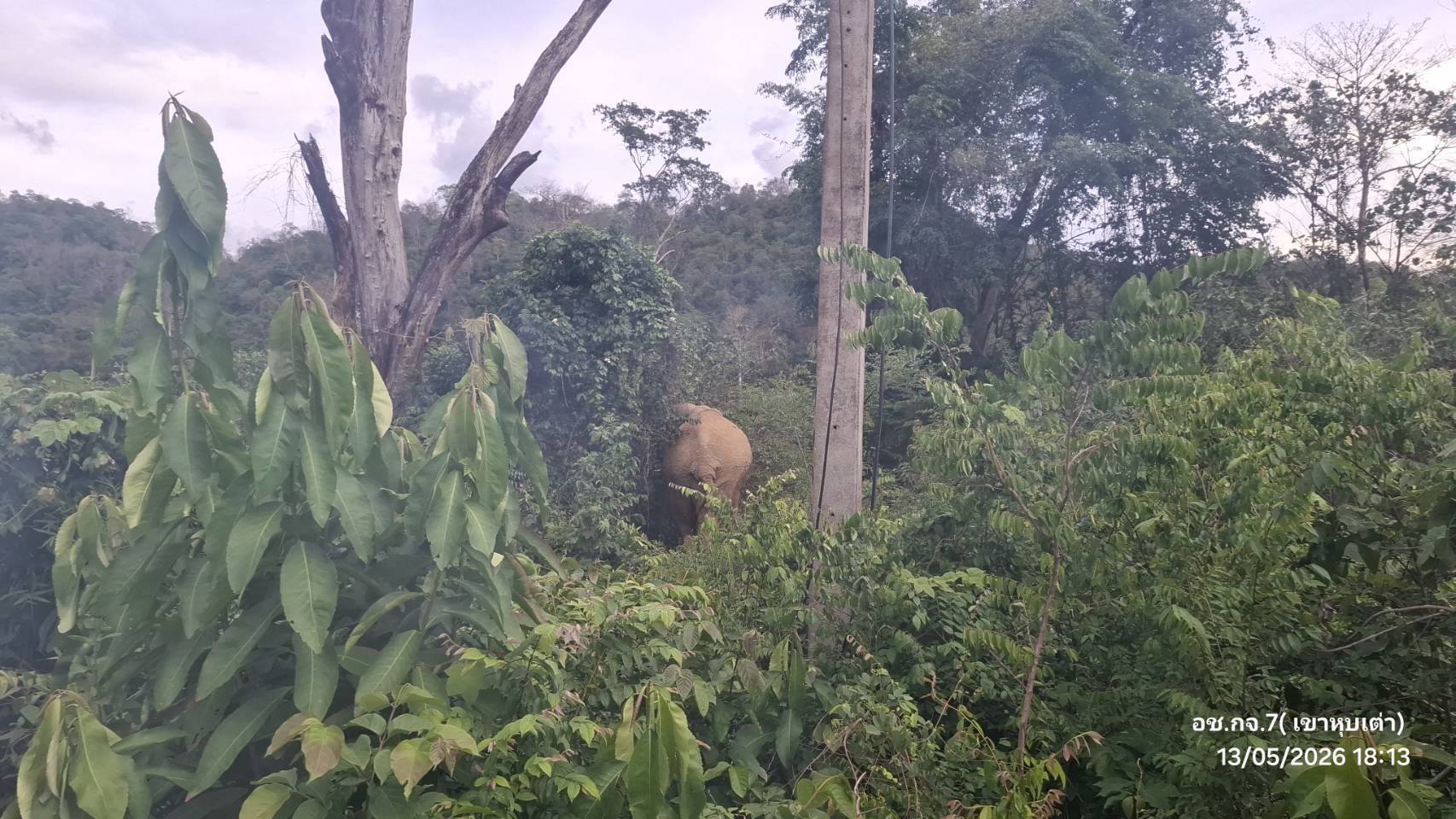 elephant attack kaeng