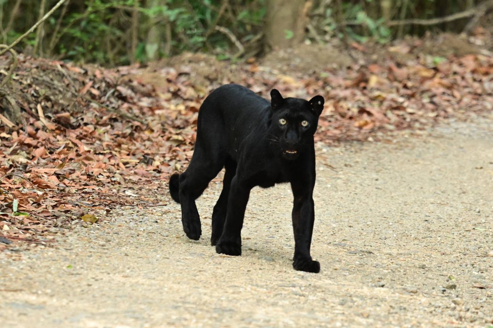 black leopards filmed