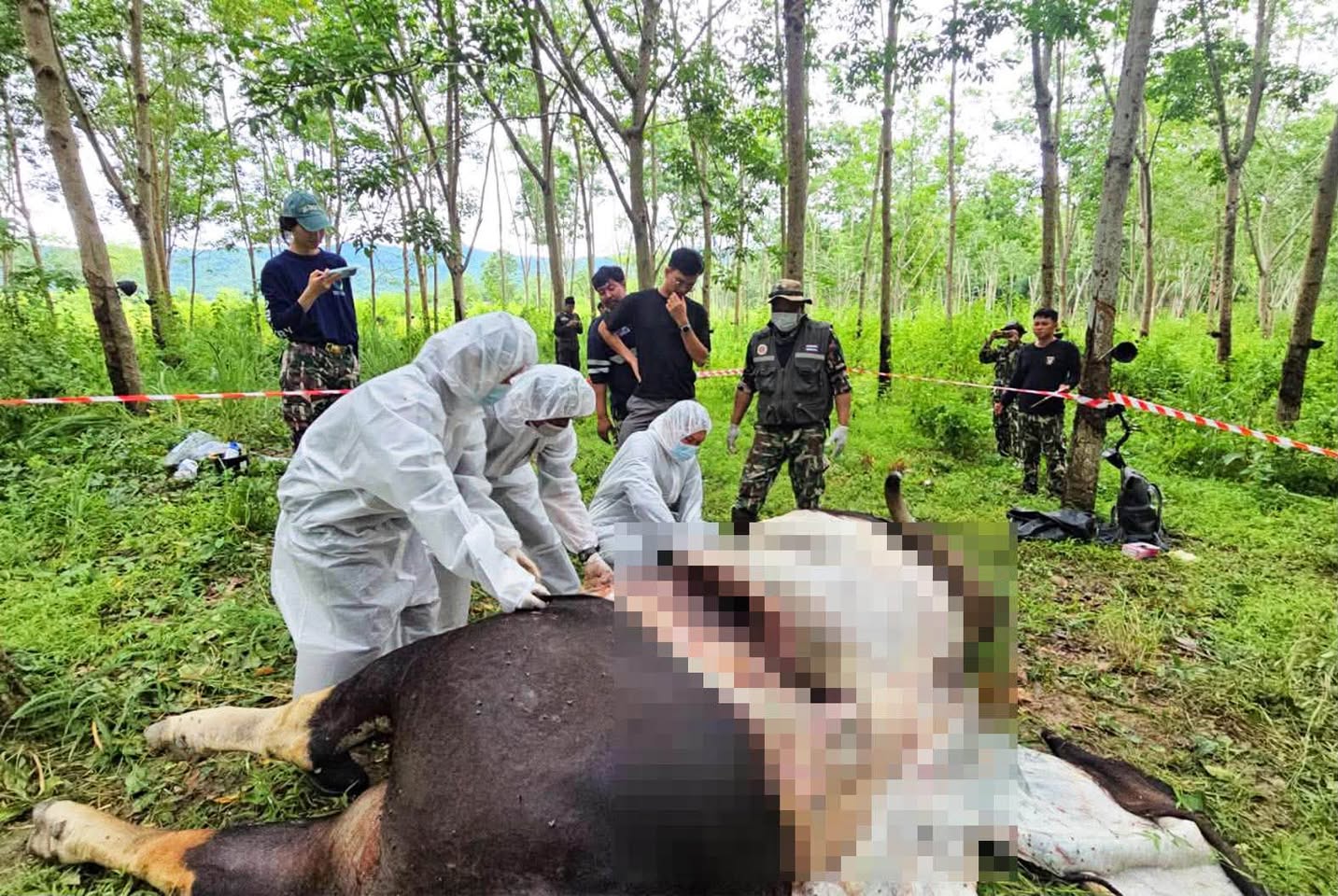 dead gaur kui
