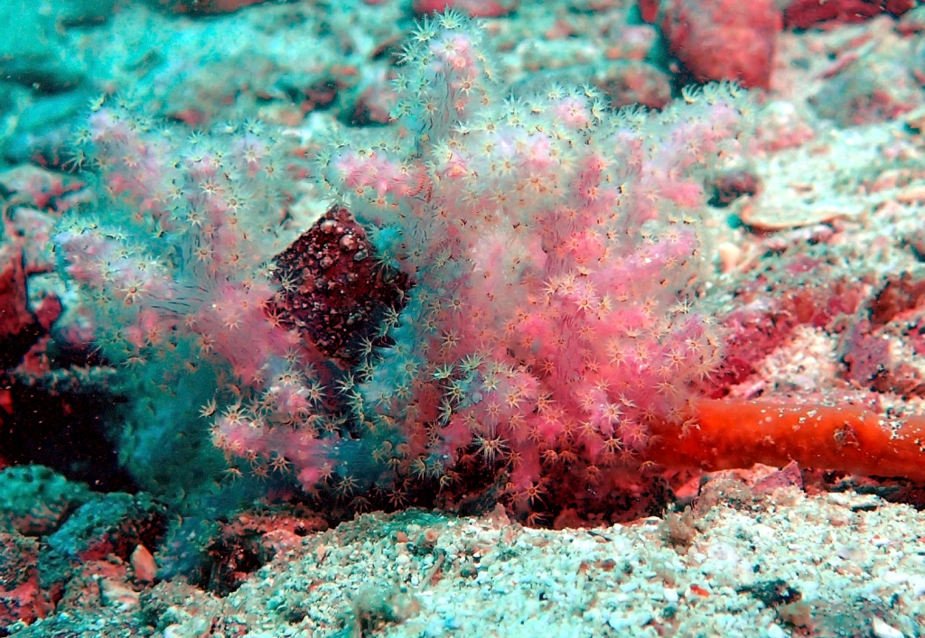 severe coral bleaching