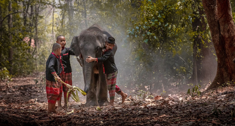 elephant kills one