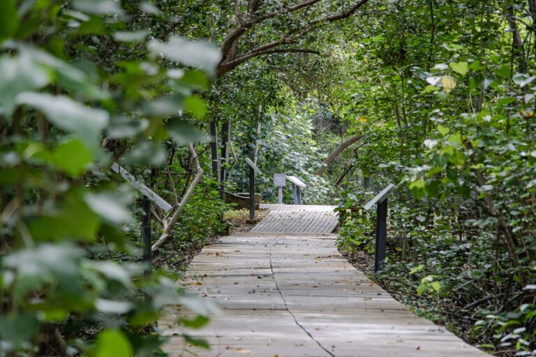 mangrove restoration plan