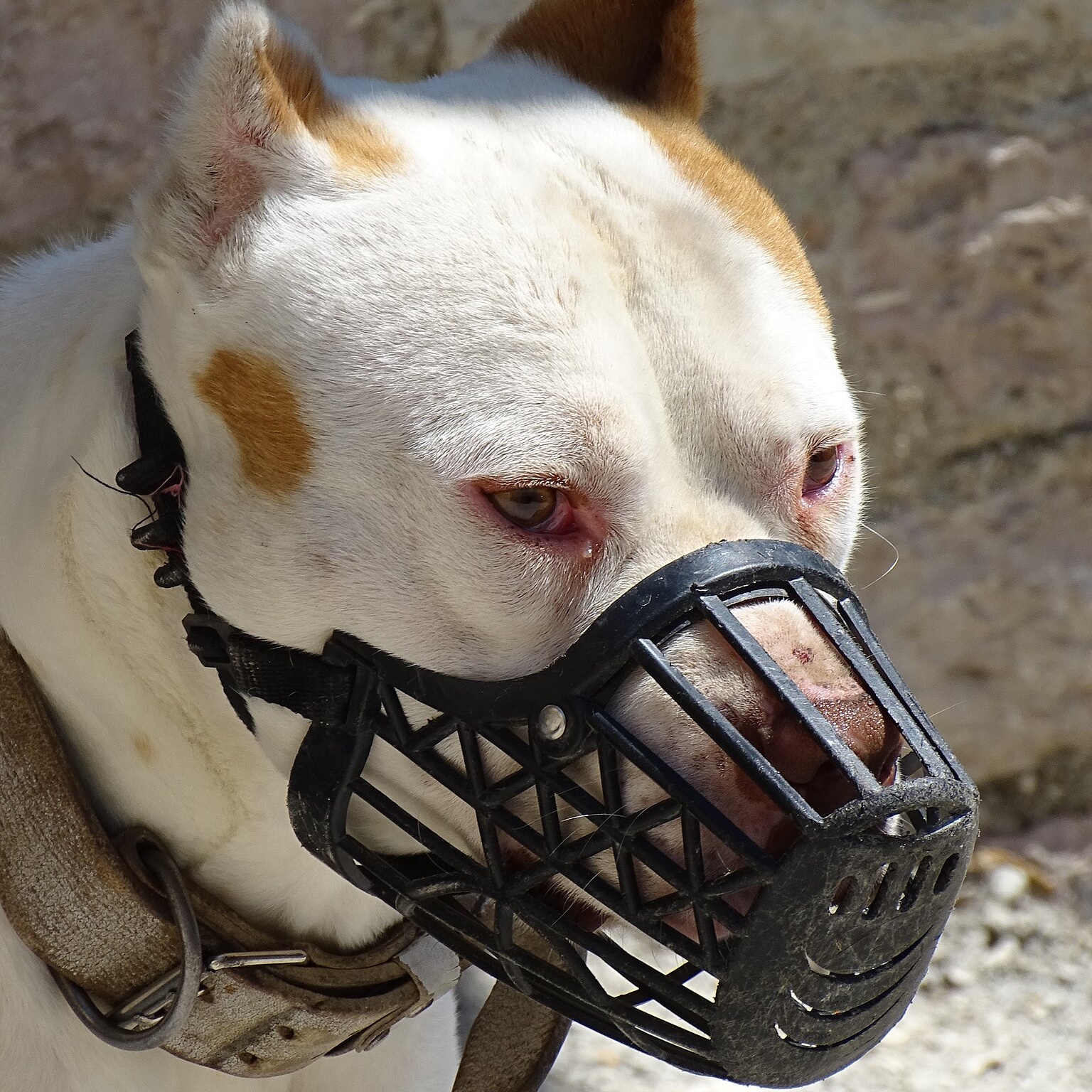 thailands stray dog