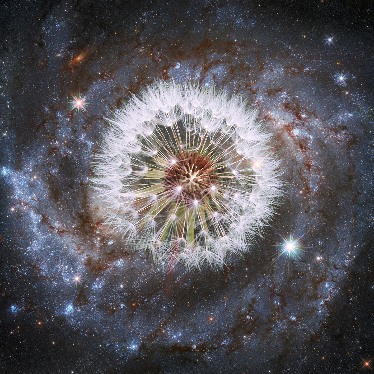 humble dandelion unlocks