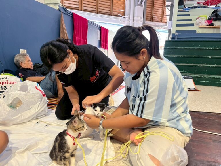 soi dog foundation