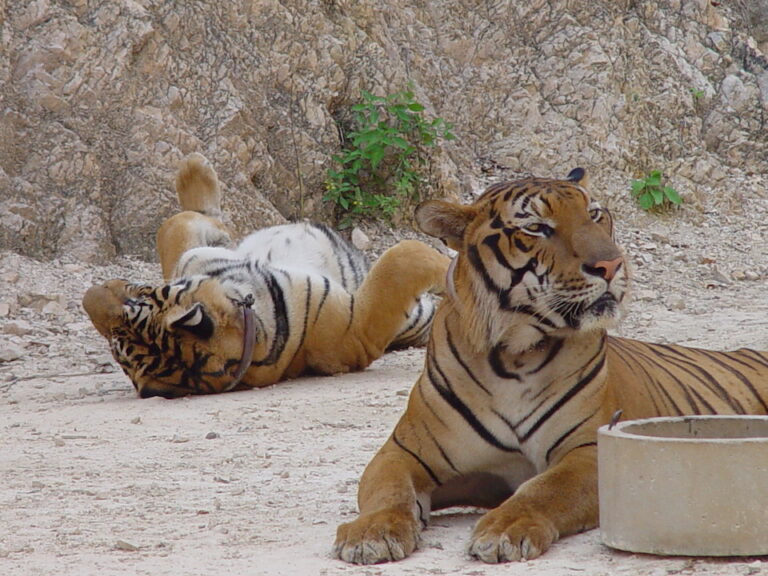 uthai thani wildlife