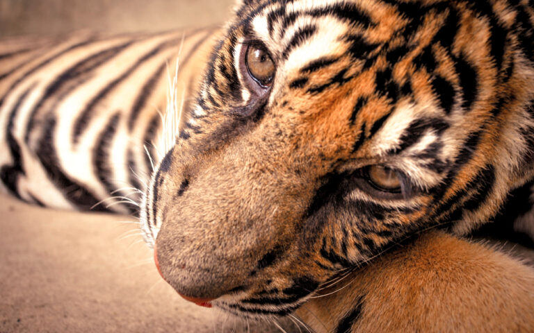 tigers perish chiang