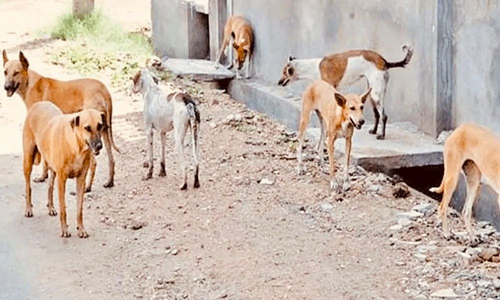 stray dogs turbat