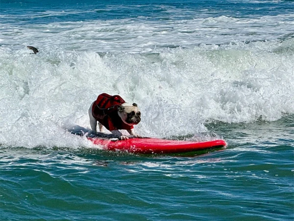 surfing dogs impress